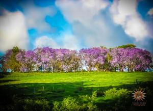 Maui Communities